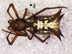 Micrathena atuncela