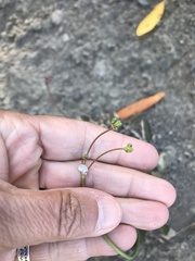 Eriogonum nudum nudum
