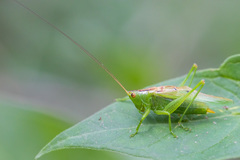 Orchelimum gladiator