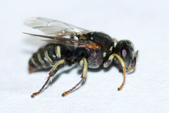 Oxybelus emarginatus