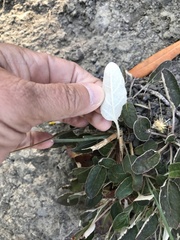 Eriogonum nudum nudum