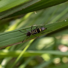 Neoclytus pusillus