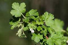 Ribes oxyacanthoides