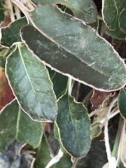 Eriogonum nudum nudum