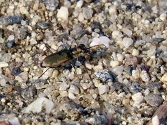 Ellipsoptera marginata