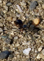 Ellipsoptera marginata