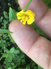 Erythranthe moschata