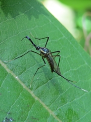 Toxorhynchites rutilus septentrionalis