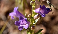 Penstemon fremontii