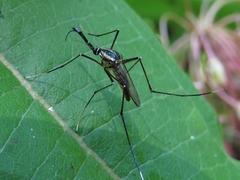 Toxorhynchites rutilus septentrionalis