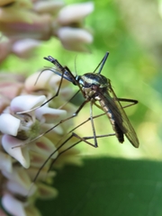 Toxorhynchites rutilus septentrionalis