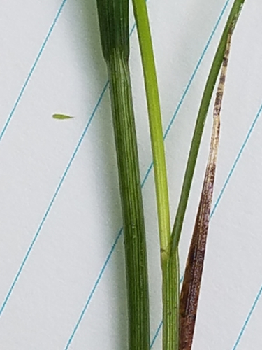 Carex echinodes (Carex echinodes)