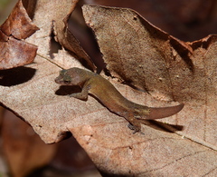 Chatogekko amazonicus