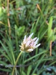Trifolium longipes