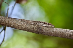 Anolis angusticeps