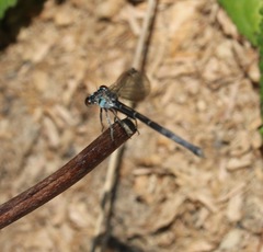 Argia tibialis