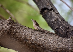 Anolis angusticeps