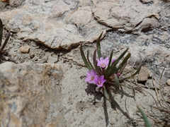 Lewisia pygmaea