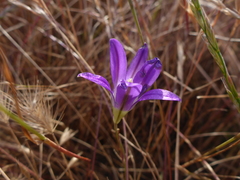 Brodiaea elegans elegans