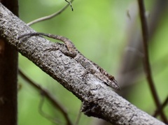 Anolis angusticeps