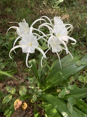 Hymenocallis occidentalis