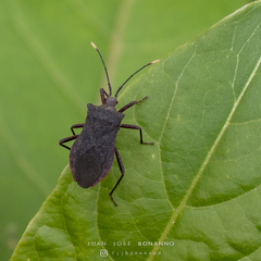 Anasa apicalis