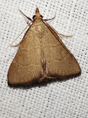 Hypsopygia incarnatalis