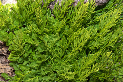 Cryptogramma cascadensis