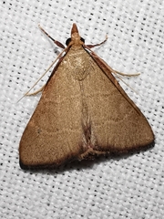 Hypsopygia incarnatalis