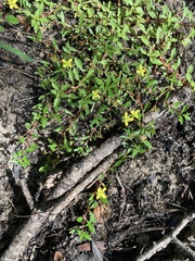 Ludwigia brevipes