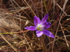 Brodiaea elegans elegans