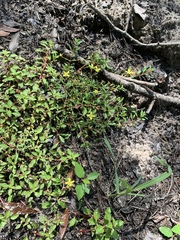 Ludwigia brevipes