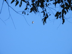 Haliaeetus leucogaster