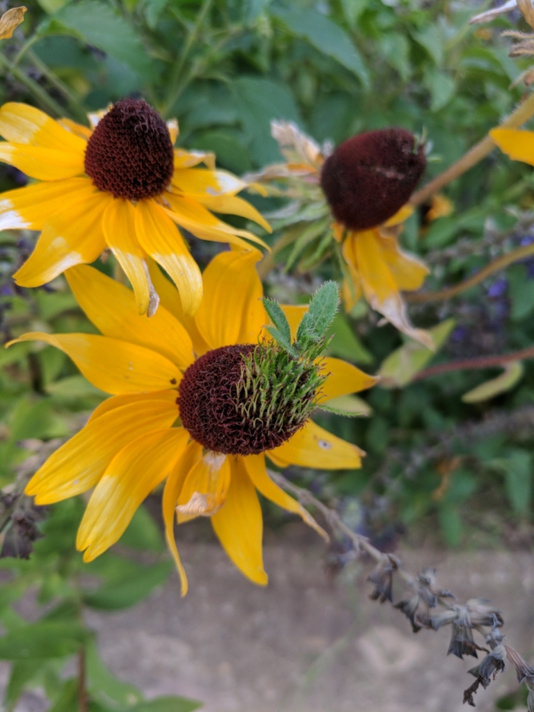 black-eyed Susan