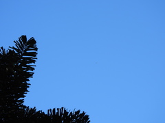 Haliaeetus leucogaster