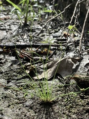 Cyperus subsquarrosus