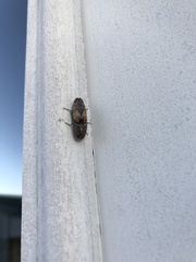 Pherhimius fascicularis