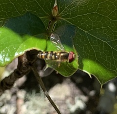 Lapposyrphus aberrantis
