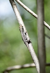 Anolis angusticeps