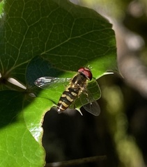 Lapposyrphus aberrantis