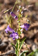 Penstemon fremontii