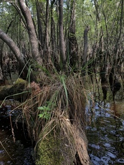 Carex decomposita