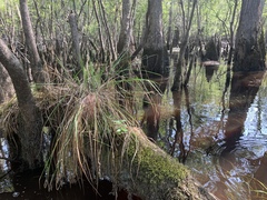 Carex decomposita
