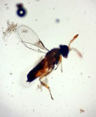 Trichogrammatidae