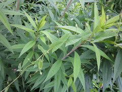 Convolvulus arvensis