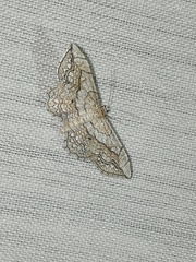 Scopula calotis