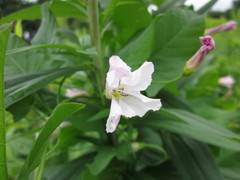 Convolvulus arvensis
