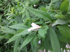 Convolvulus arvensis