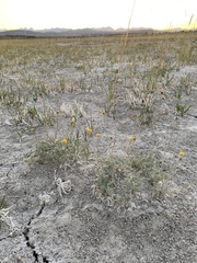 Artemisia potentilloides