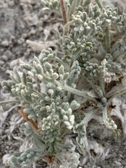 Artemisia potentilloides